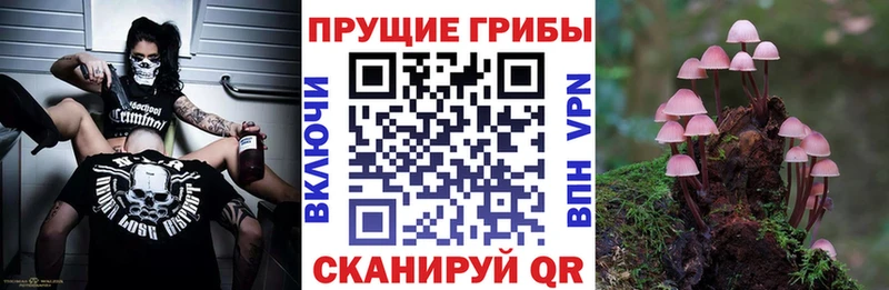 где купить Долгопрудный Псилоцибиновые грибы Psilocybine cubensis